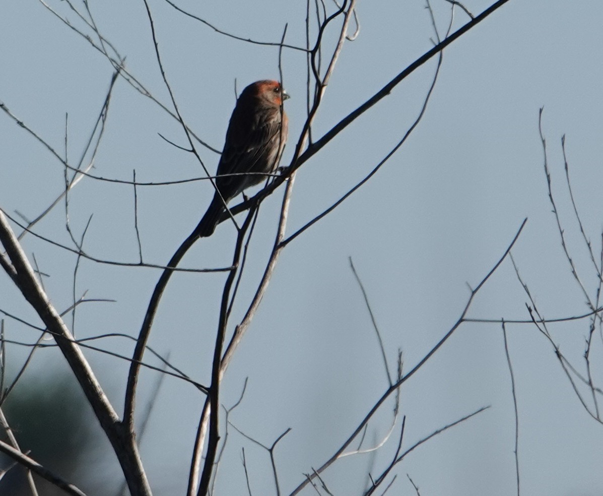 House Finch - ML647385733