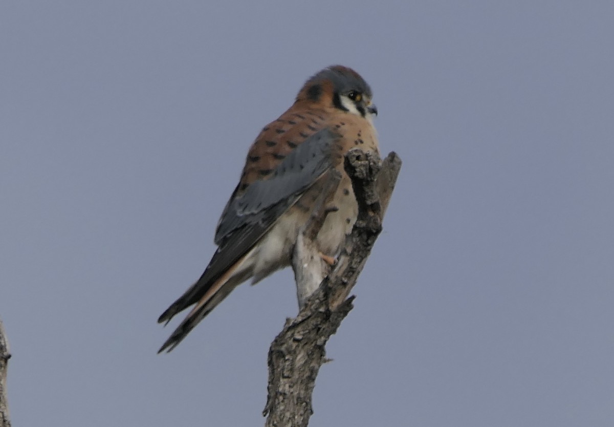 Боривітер американський - ML647385734