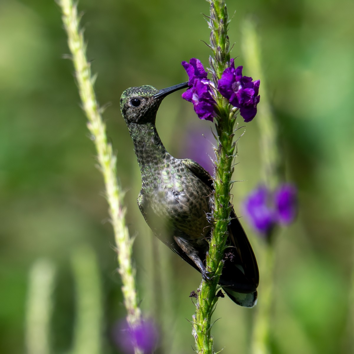 Scaly-breasted Hummingbird - ML647385741