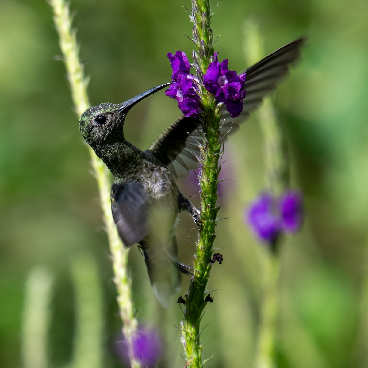 Scaly-breasted Hummingbird - ML647385742