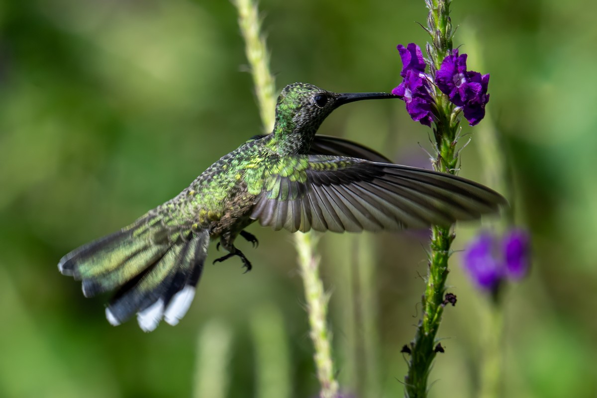 Scaly-breasted Hummingbird - ML647385744
