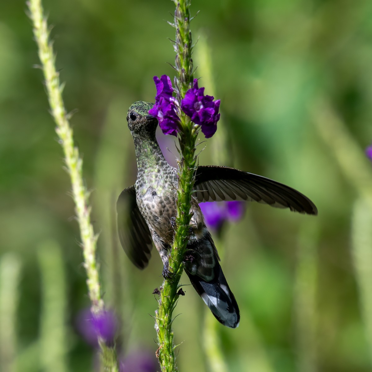 Scaly-breasted Hummingbird - ML647385745