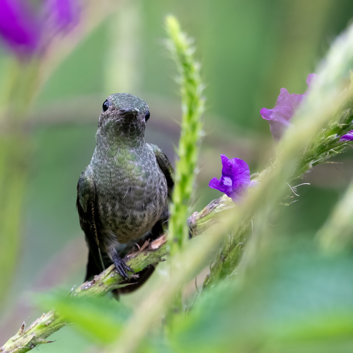 Scaly-breasted Hummingbird - ML647385746