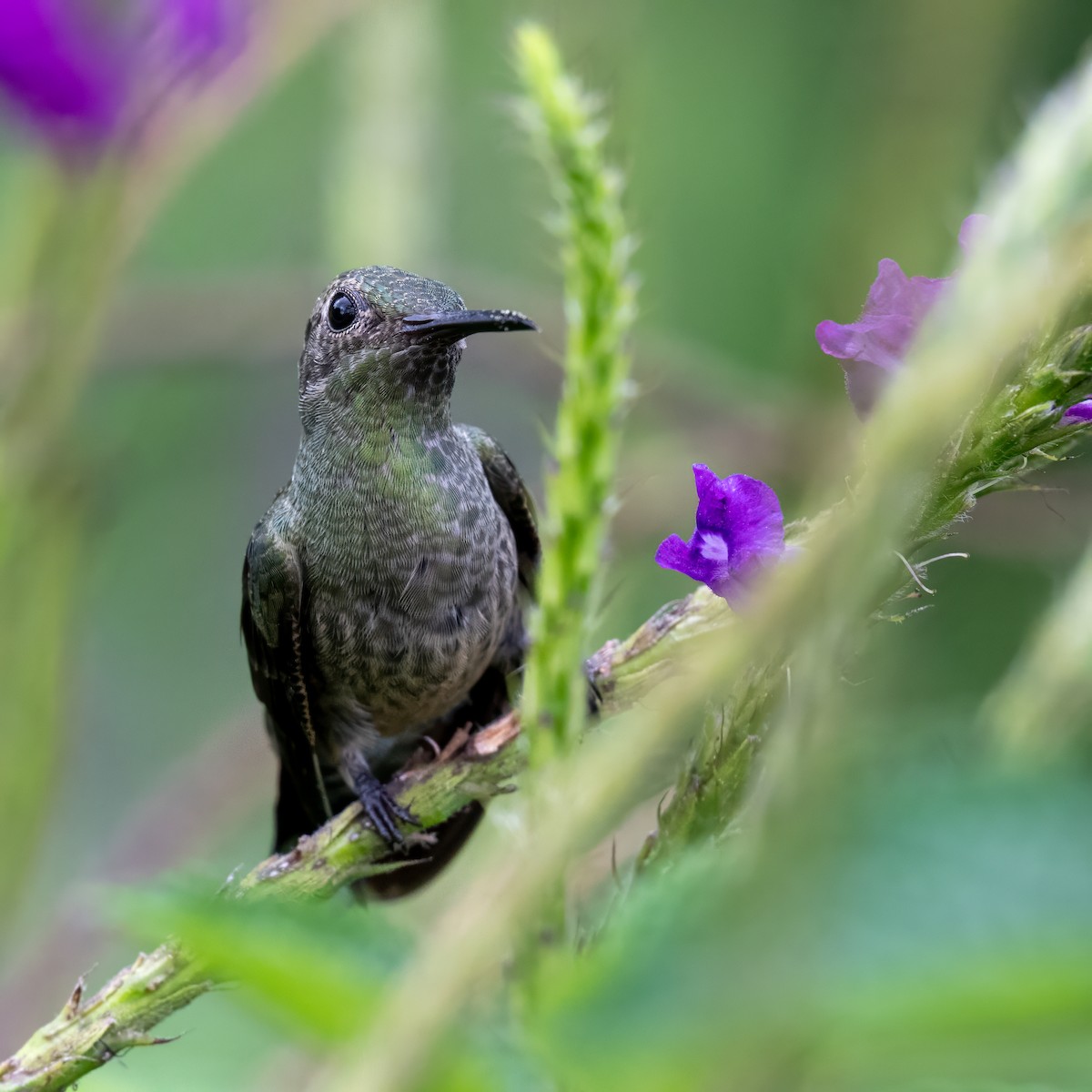 Scaly-breasted Hummingbird - ML647385747