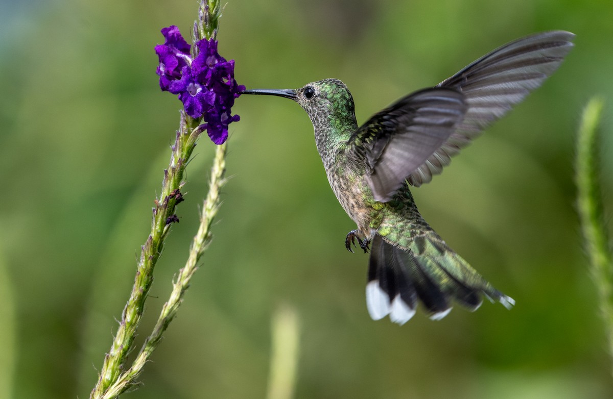 Scaly-breasted Hummingbird - ML647385748