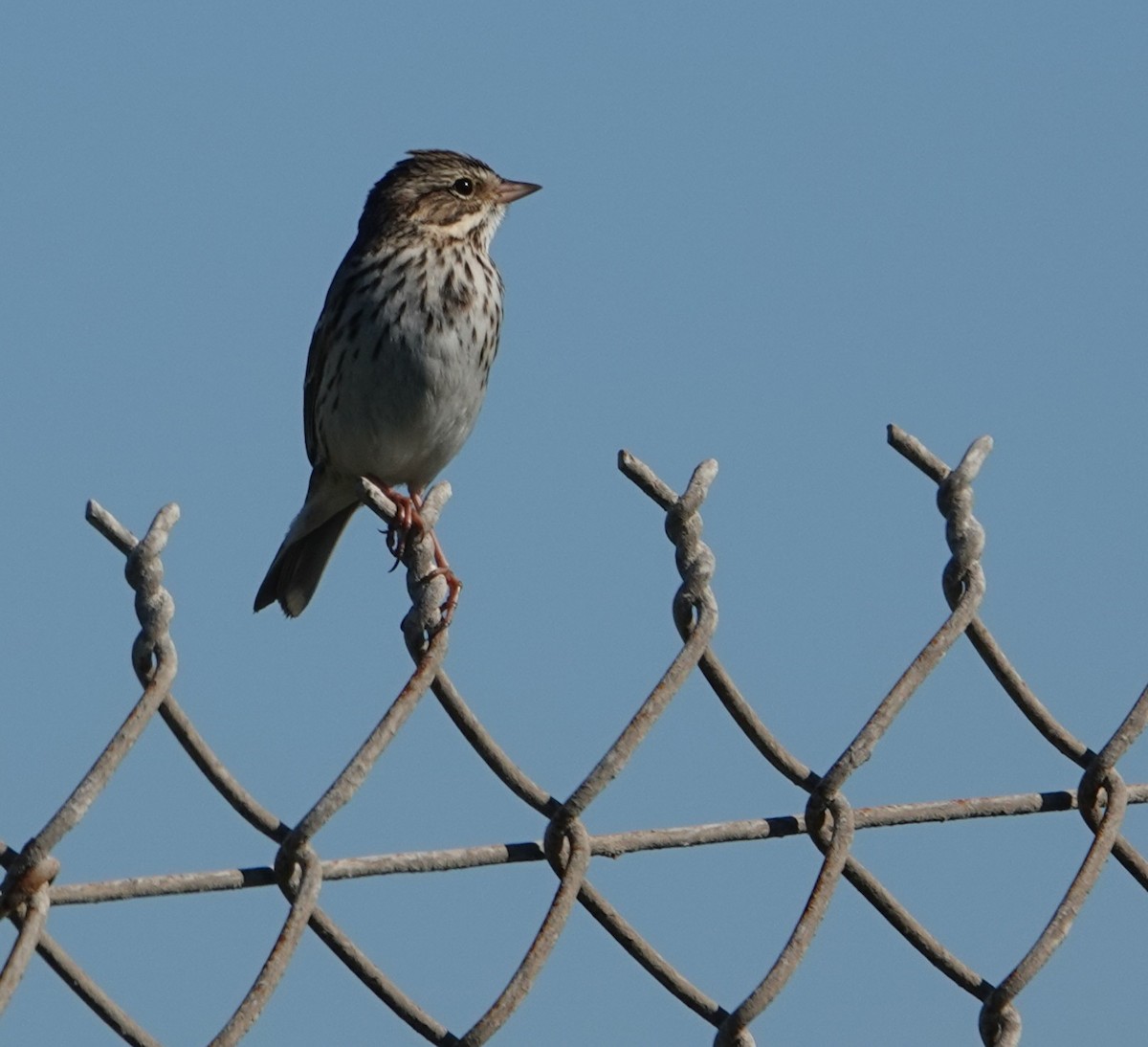Chingolo Sabanero - ML647385752