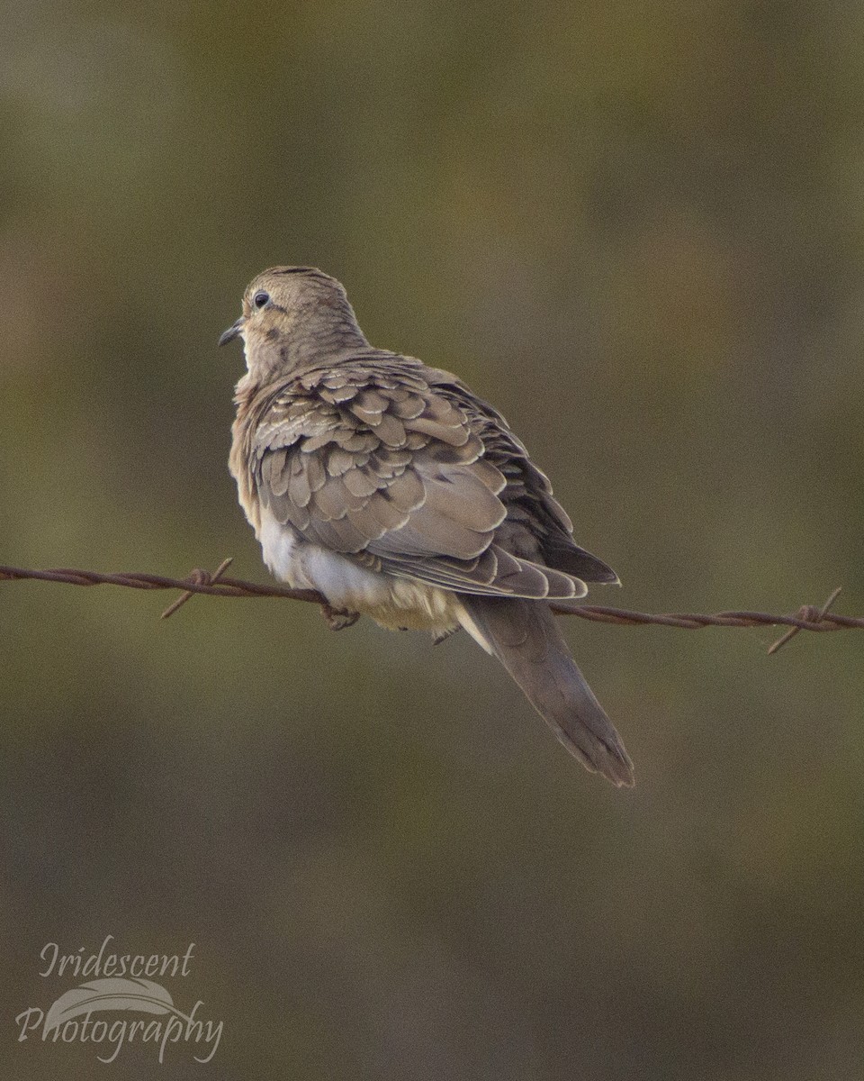 Uzun Kuyruklu Kumru - ML647385754