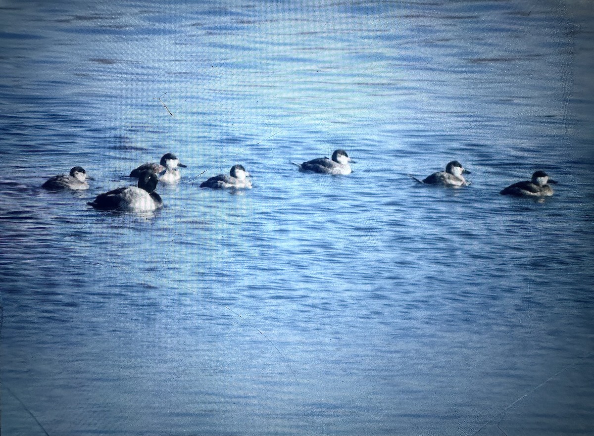 Ruddy Duck - ML647385789