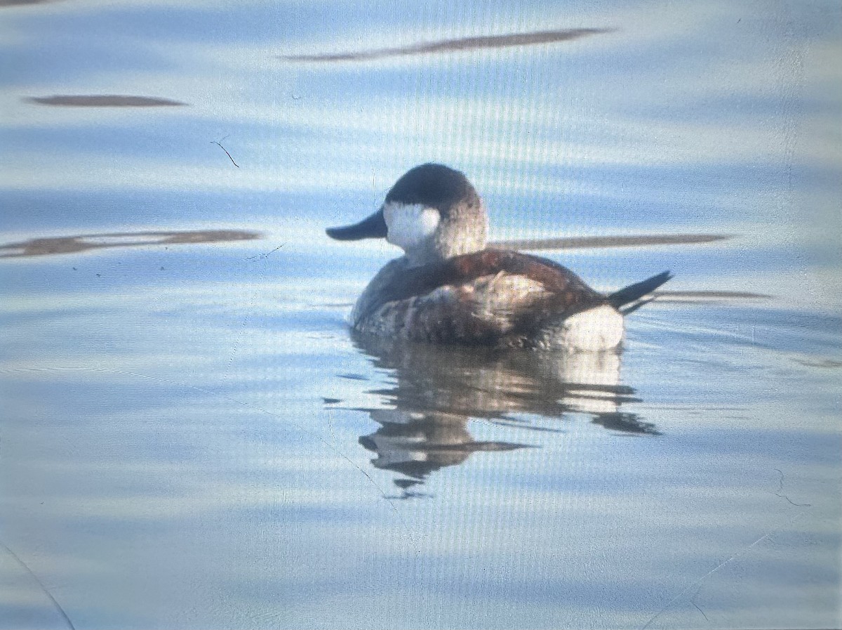 Ruddy Duck - ML647385799
