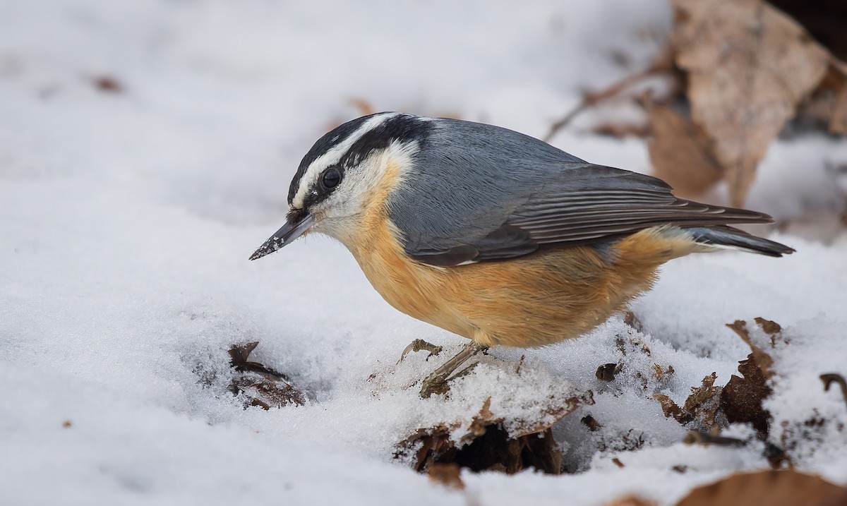 Red-breasted Nuthatch - ML647385806
