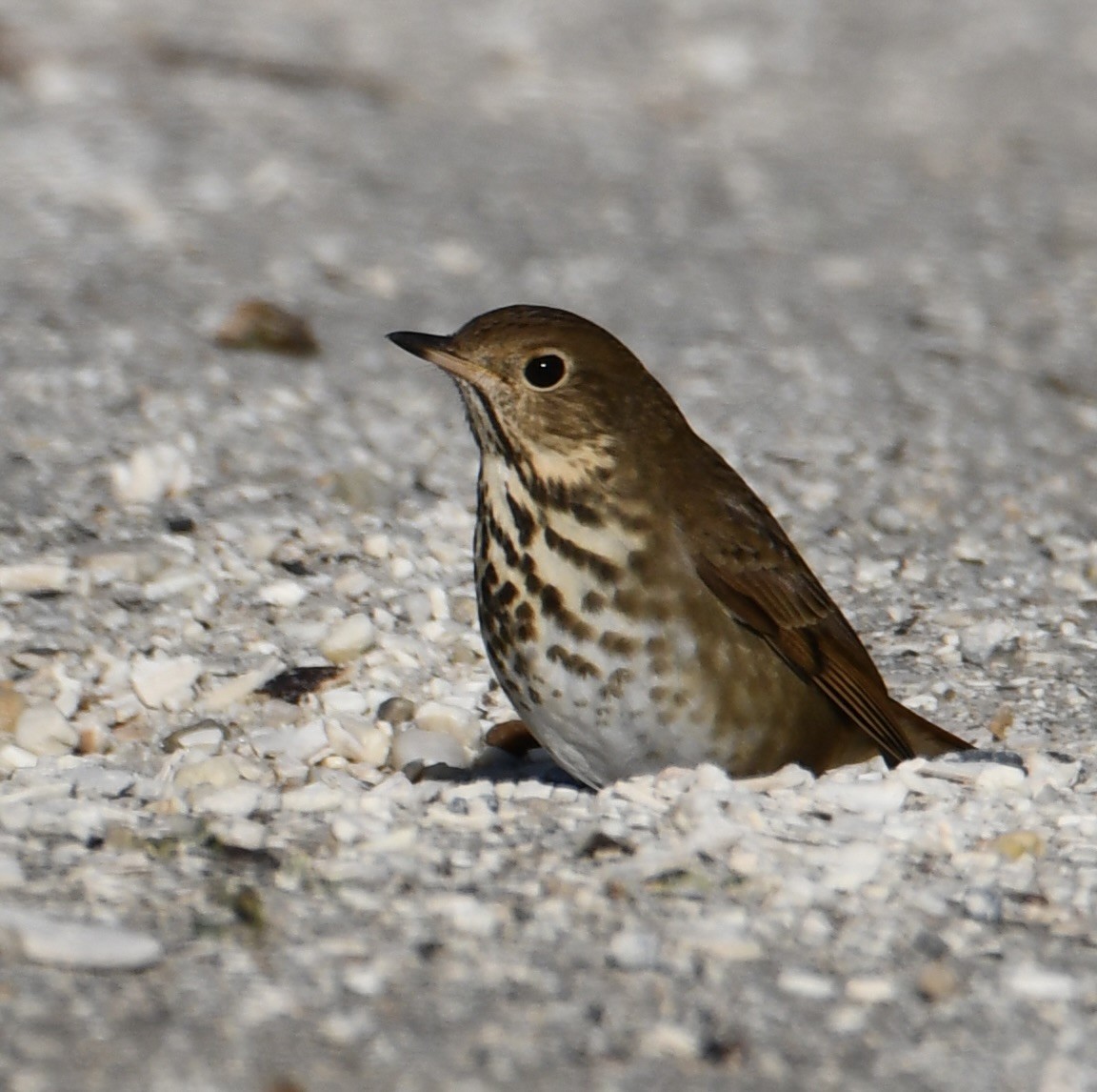 Hermit Thrush - ML647385810