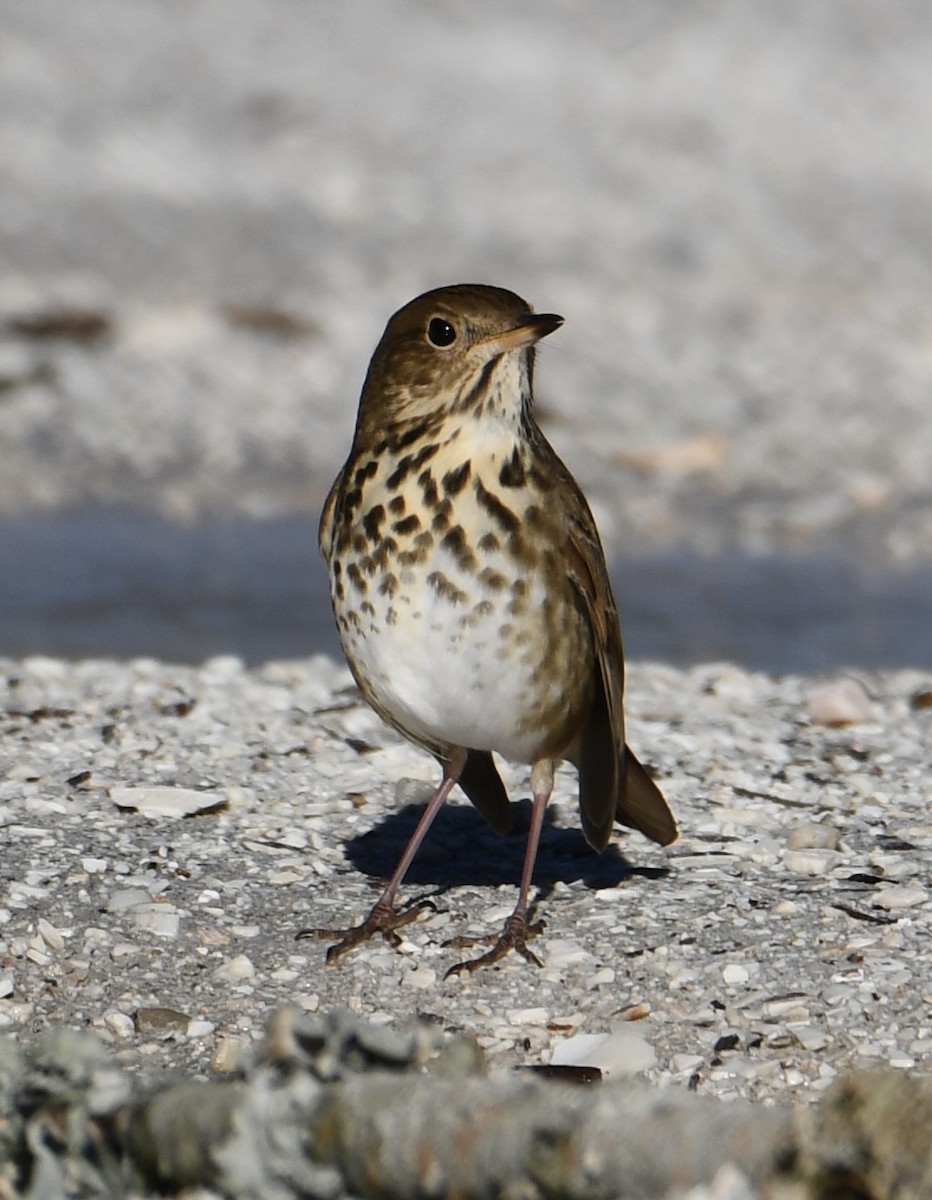 Hermit Thrush - ML647385811