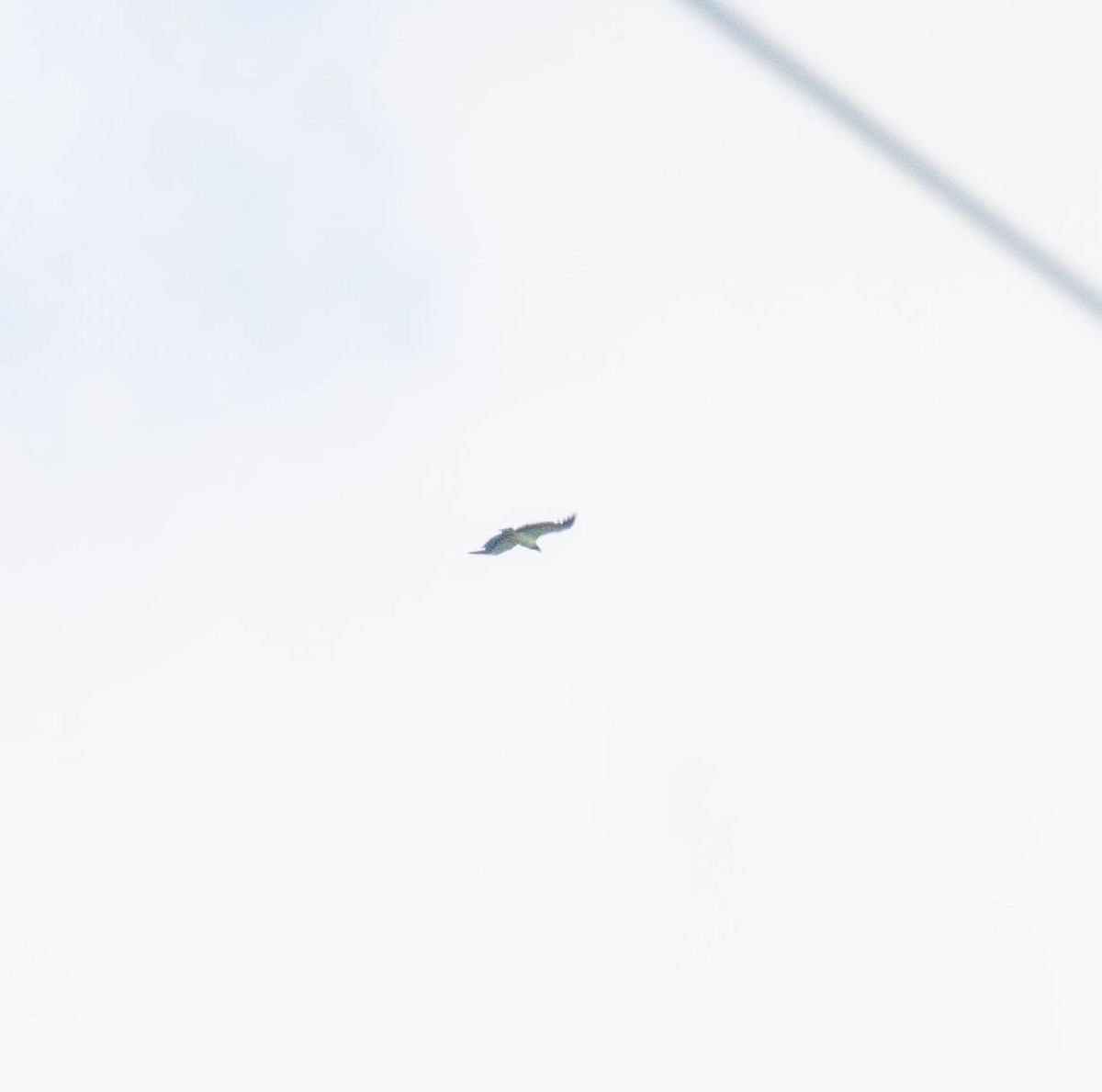 King Vulture - ML647385818