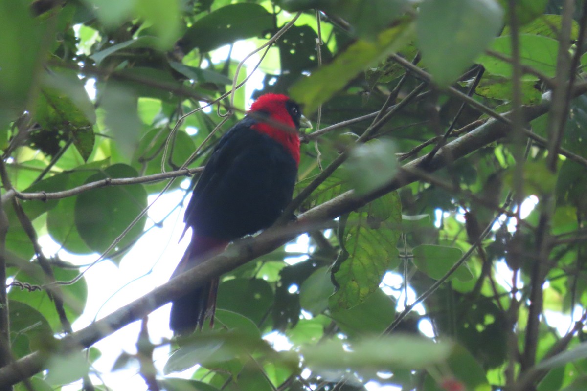 Crimson-collared Tanager - ML647385824