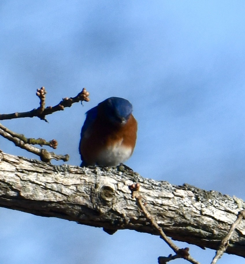 Eastern Bluebird - ML647385825