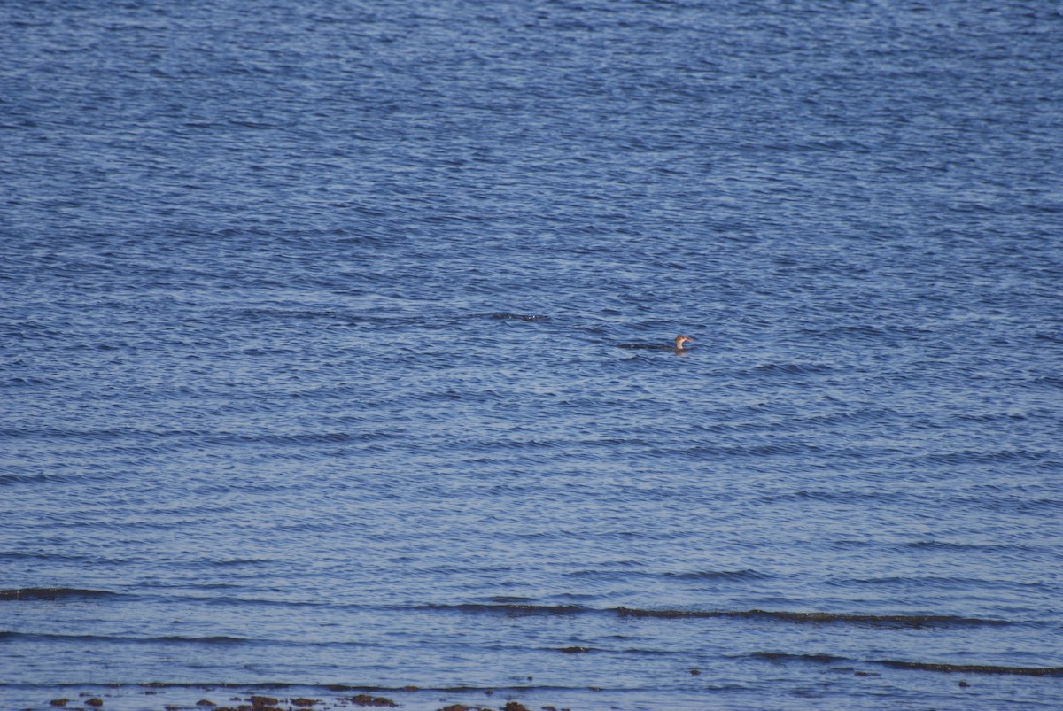 Serreta Mediana - ML647385839