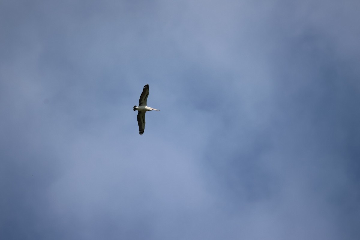 Australian Pelican - ML647385842