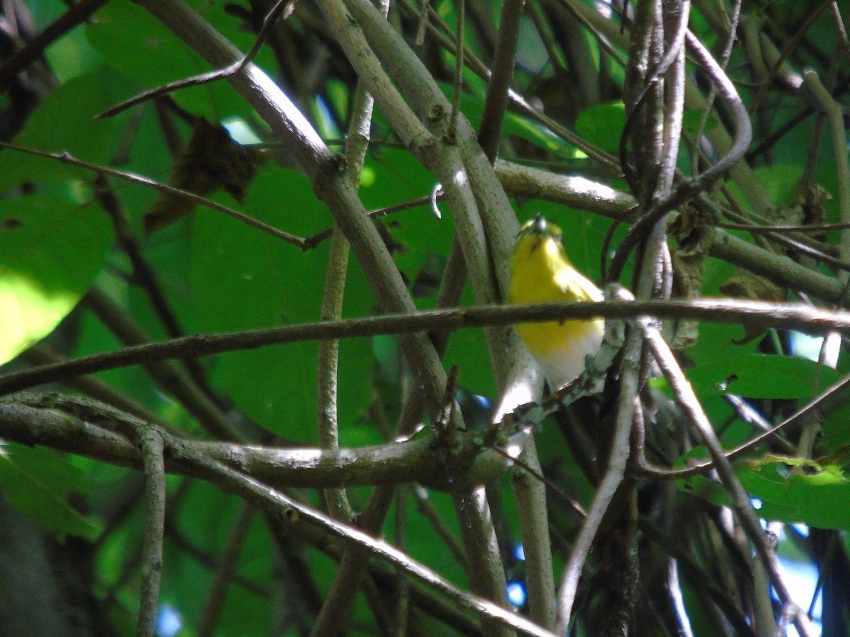 Yellow-throated Vireo - ML647385843