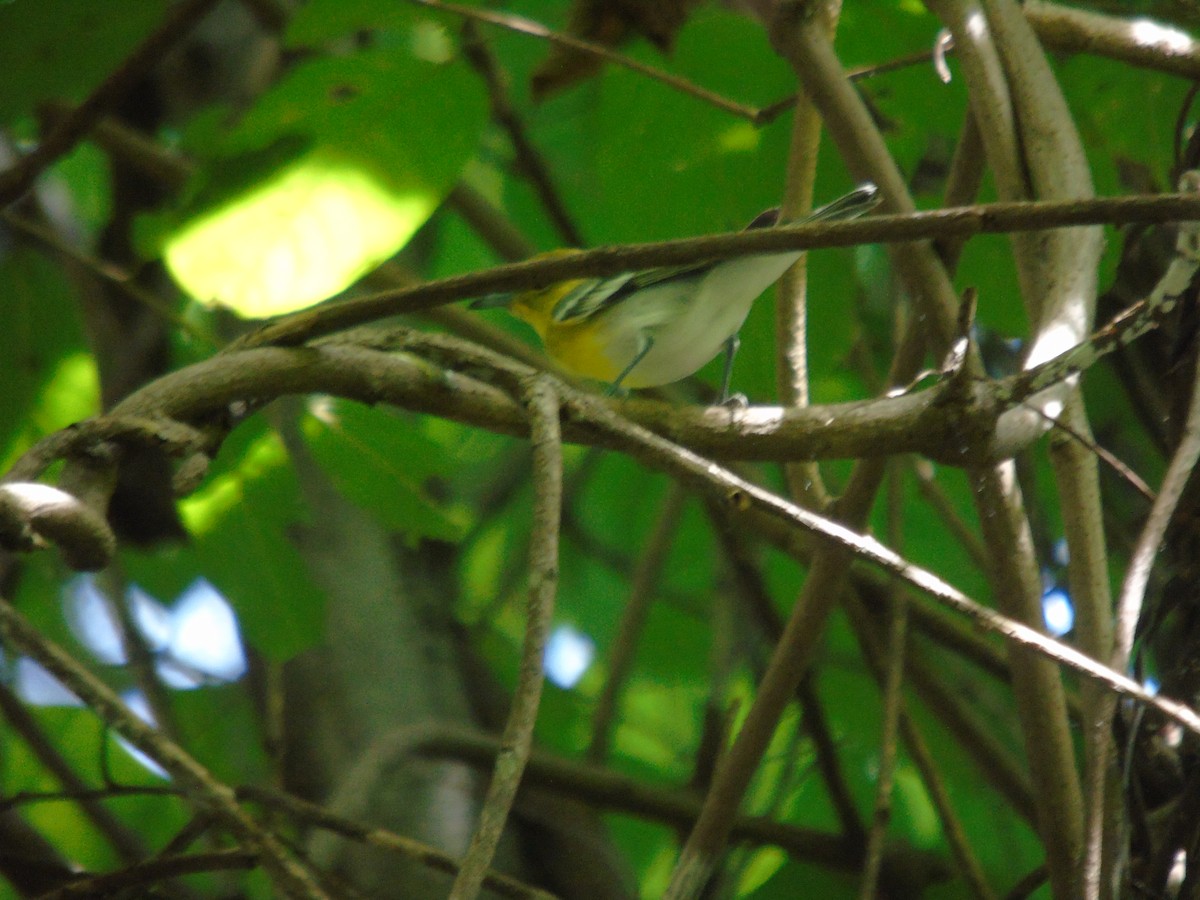 Yellow-throated Vireo - ML647385844
