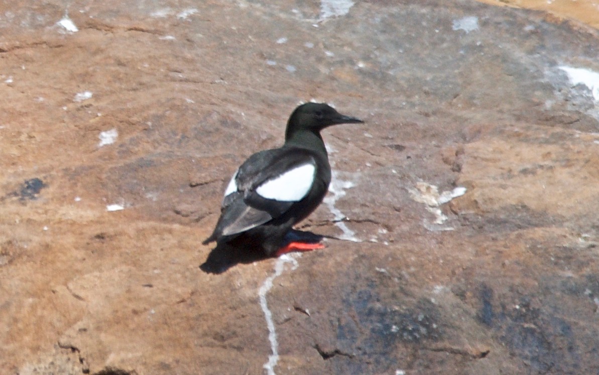 אוריה שחורה - ML647385845