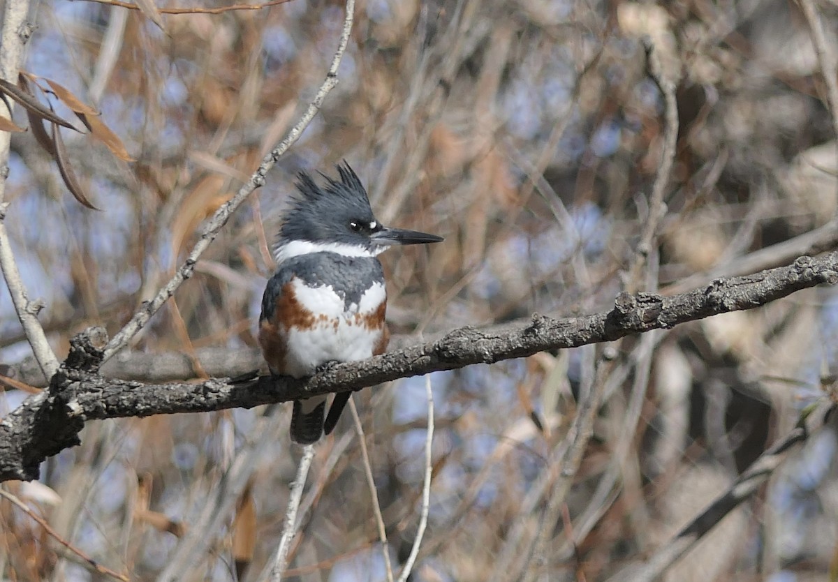 Рибалочка-чубань північний - ML647385877