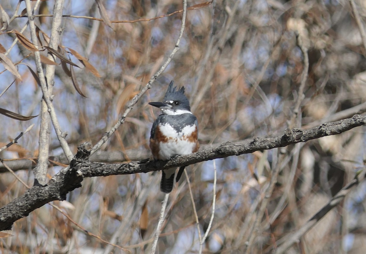 Рибалочка-чубань північний - ML647385878