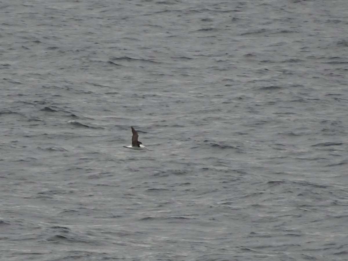 Black-browed Albatross - ML647385896