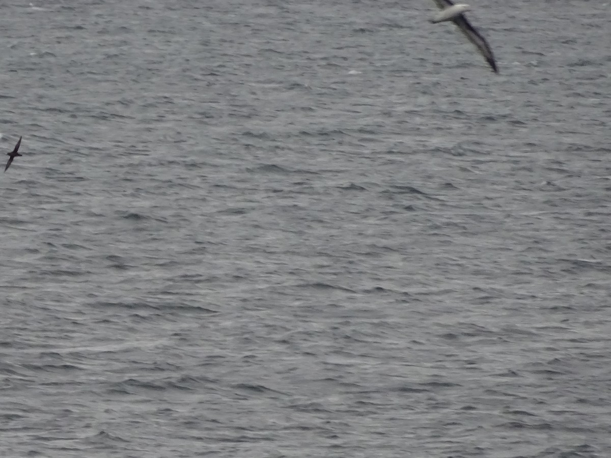 Black-browed Albatross - ML647385897