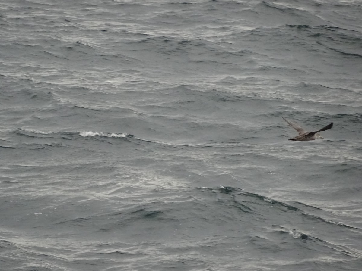 Southern/Northern Giant-Petrel - ML647385907