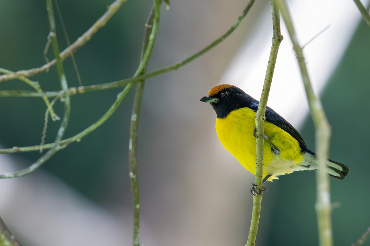 Tawny-capped Euphonia - ML647385917