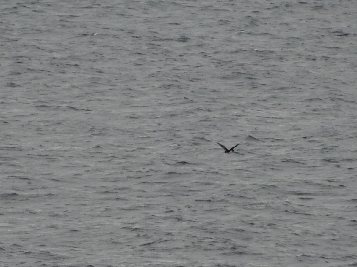 cormorant sp. - ML647385935