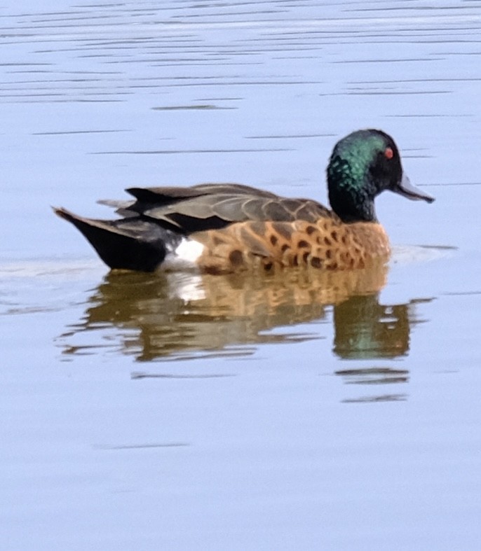 Chestnut Teal - ML647385937