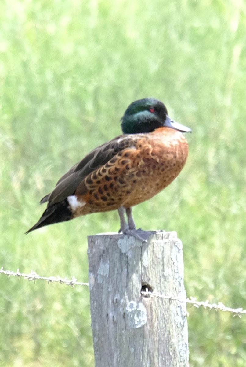 Chestnut Teal - ML647385938