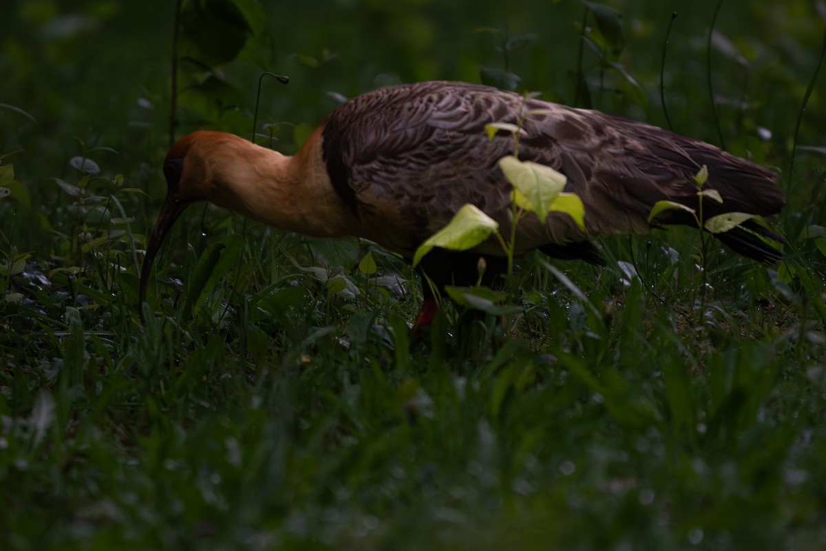 ibis laločnatý - ML647385939