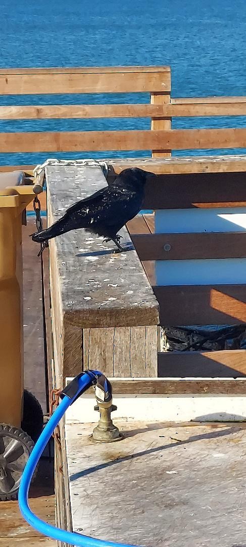 ウオガラス - ML647385943