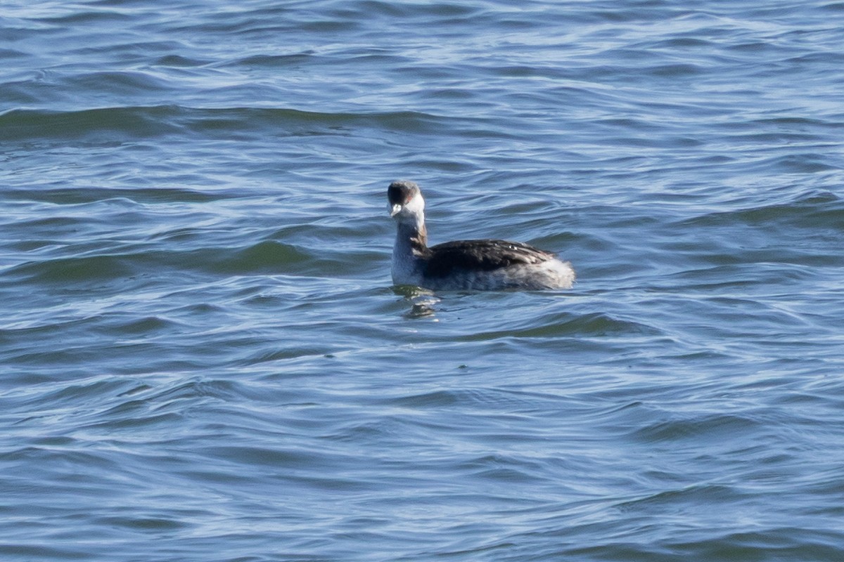 Txilinporta urrebelarria - ML647385955