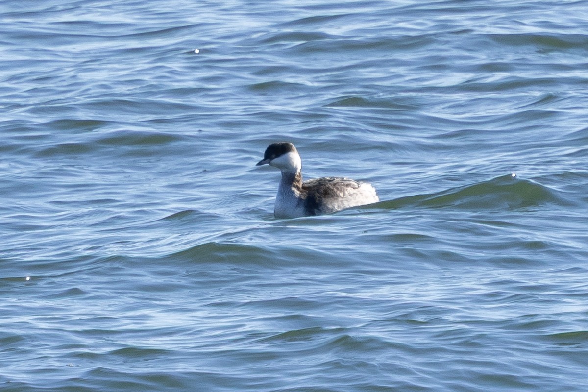 Txilinporta urrebelarria - ML647385956