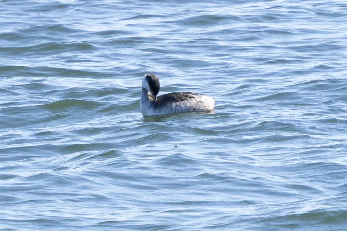 Txilinporta urrebelarria - ML647385957