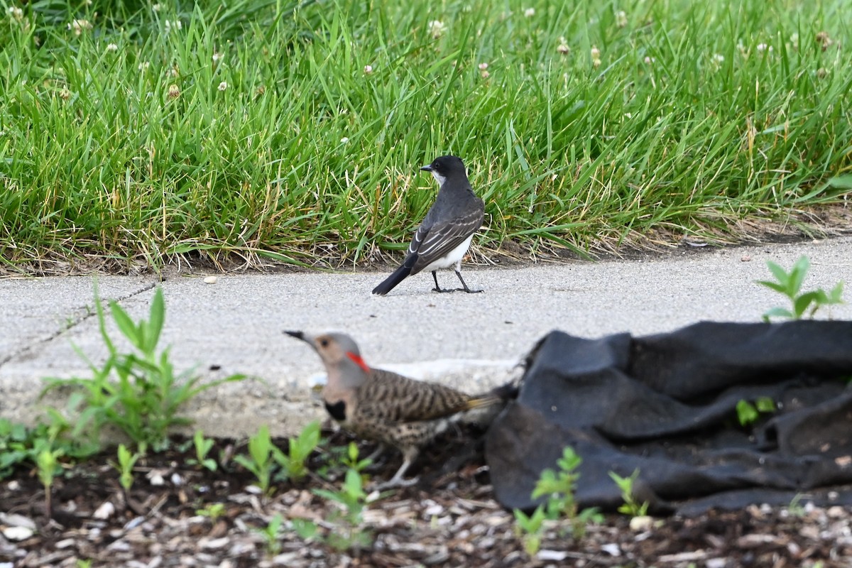 Tyran tritri - ML647385961