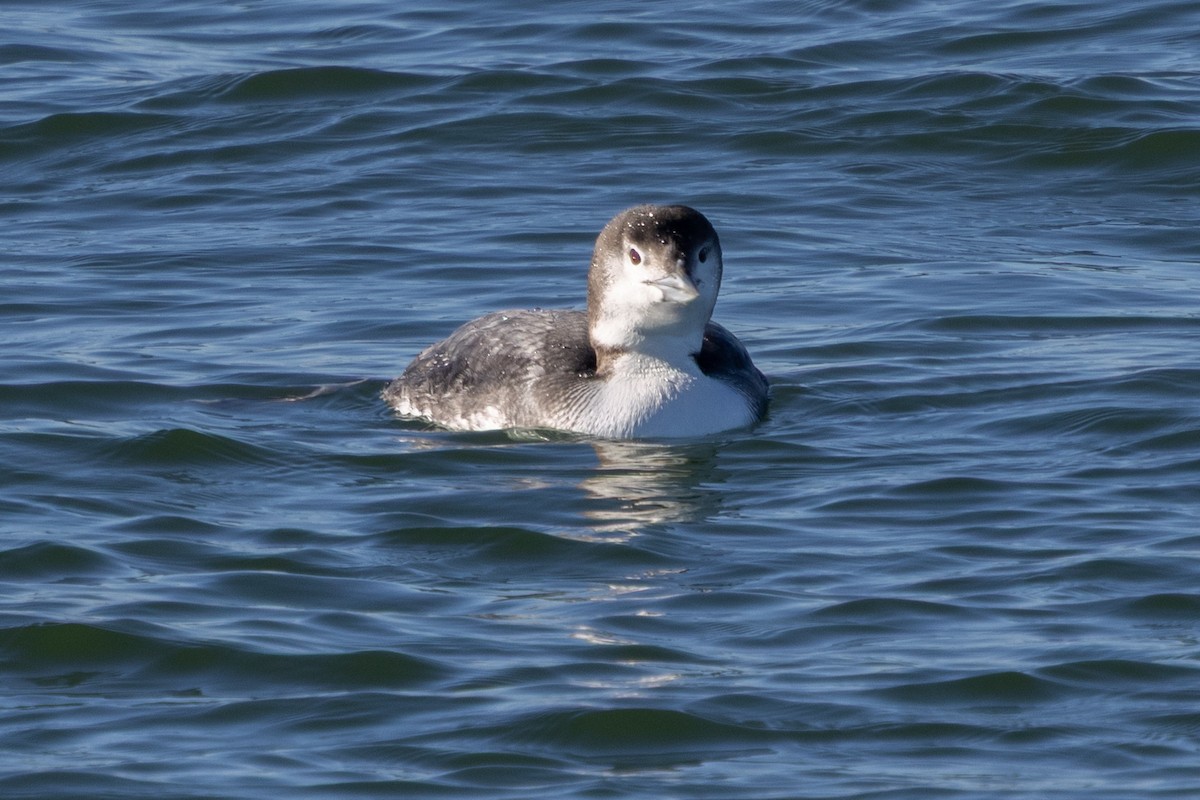 Common Loon - ML647385967