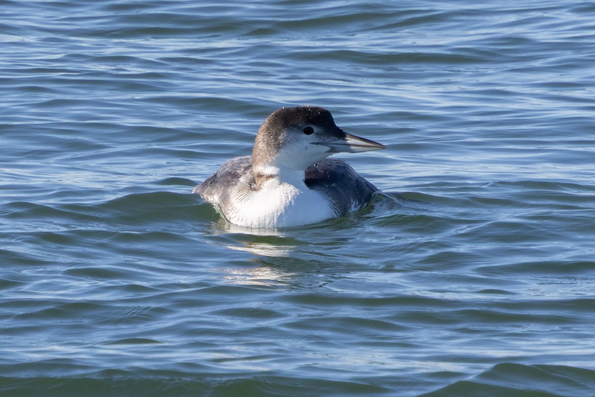 Common Loon - ML647385968