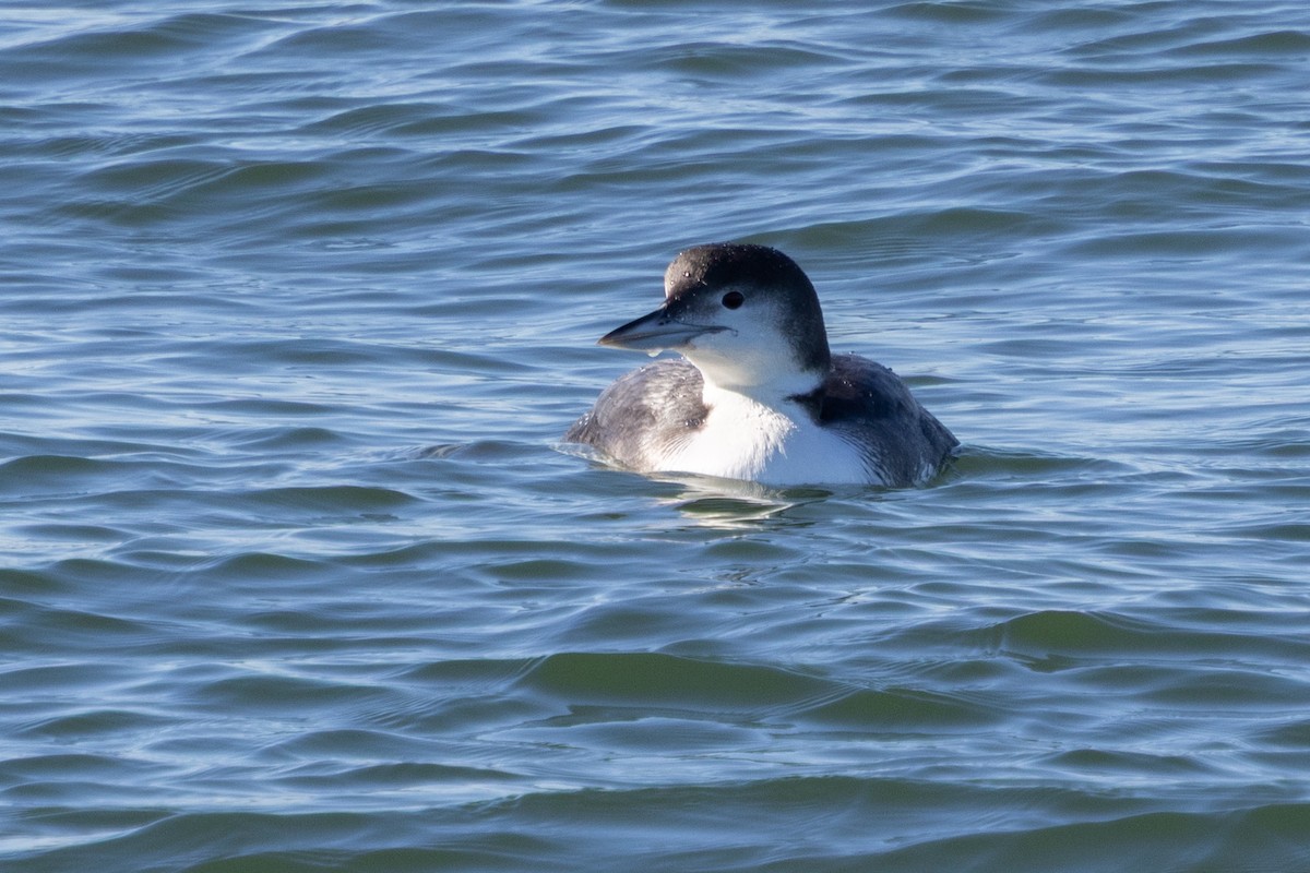 Common Loon - ML647385969