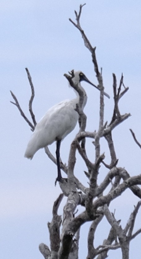 Kara Yüzlü Kaşıkçı - ML647385971