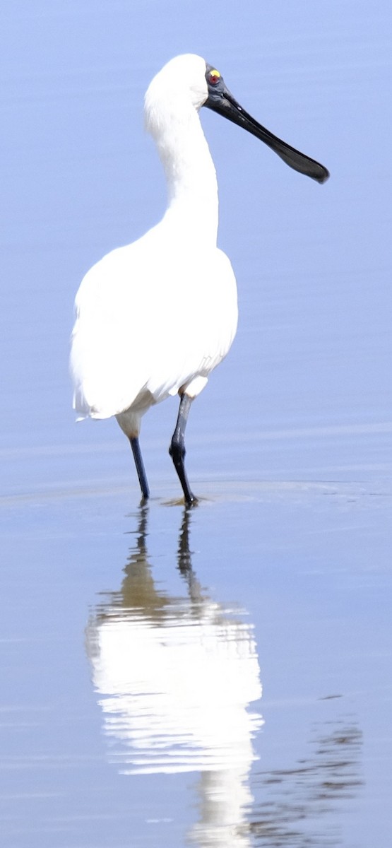 Kara Yüzlü Kaşıkçı - ML647385972