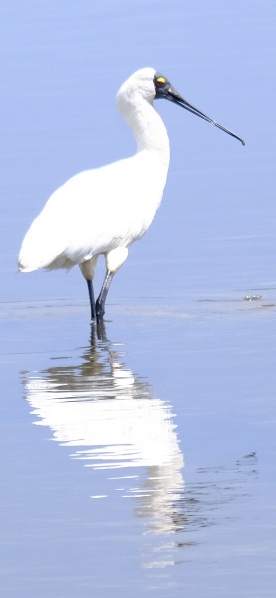 Kara Yüzlü Kaşıkçı - ML647385973