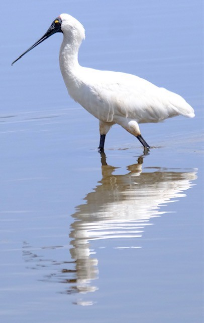 Kara Yüzlü Kaşıkçı - ML647385974