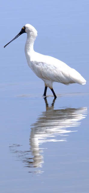 Kara Yüzlü Kaşıkçı - ML647385975