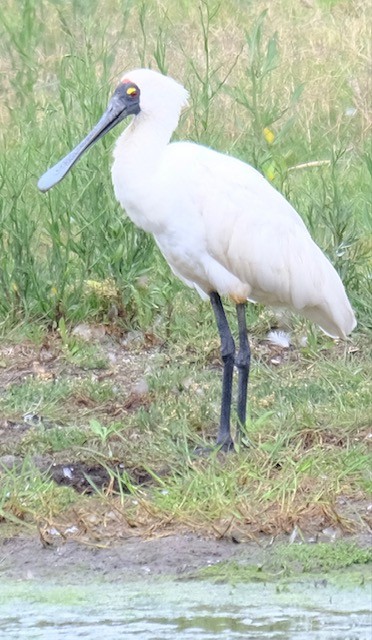 Kara Yüzlü Kaşıkçı - ML647385976