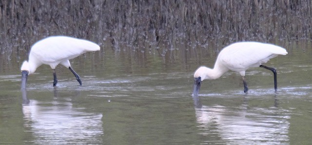 Kara Yüzlü Kaşıkçı - ML647385977