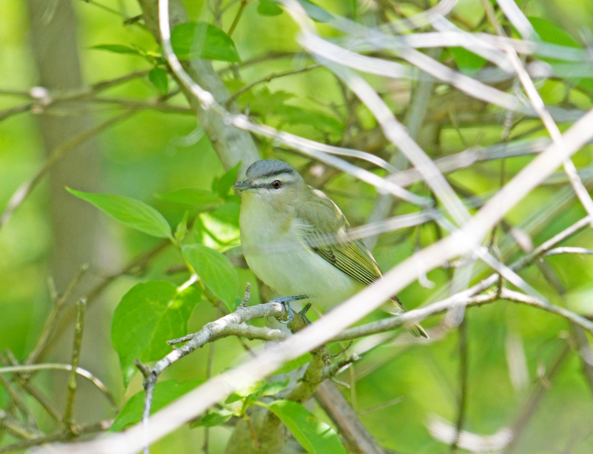 Красноглазый виреон - ML647385979